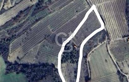 Çanakkale Lapseki’de Yola Cepheli, Meyve Ağaçlı Yatırımlık Tarla