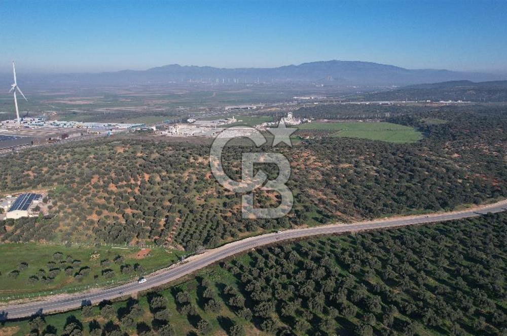 İzmir Bergama İzmir Çanakkale Yoluna 100 m Satılık Zeytinlik