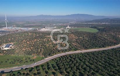 İzmir Bergama İzmir Çanakkale Yoluna 100 m Satılık Zeytinlik