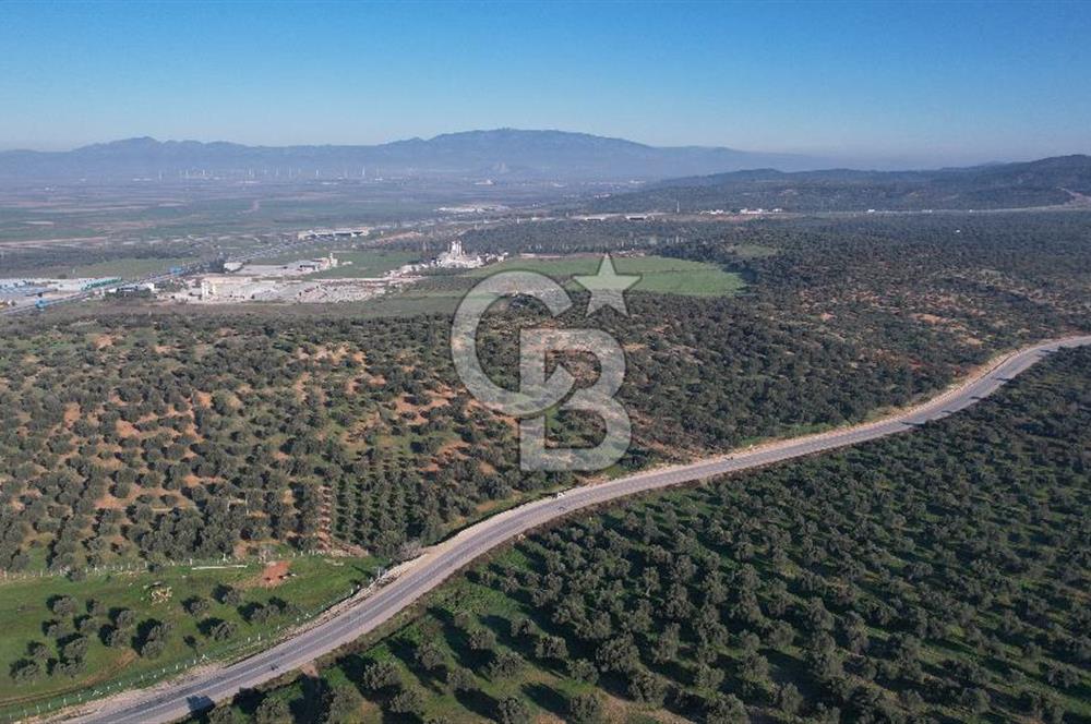 İzmir Bergama İzmir Çanakkale Yoluna 100 m Satılık Zeytinlik