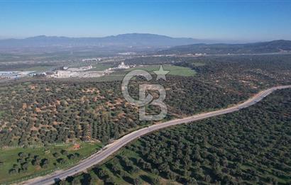 İzmir Bergama İzmir Çanakkale Yoluna 100 m Satılık Zeytinlik