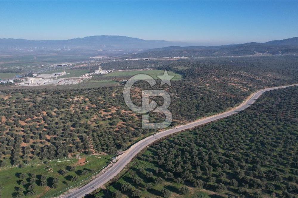 İzmir Bergama İzmir Çanakkale Yoluna 100 m Satılık Zeytinlik
