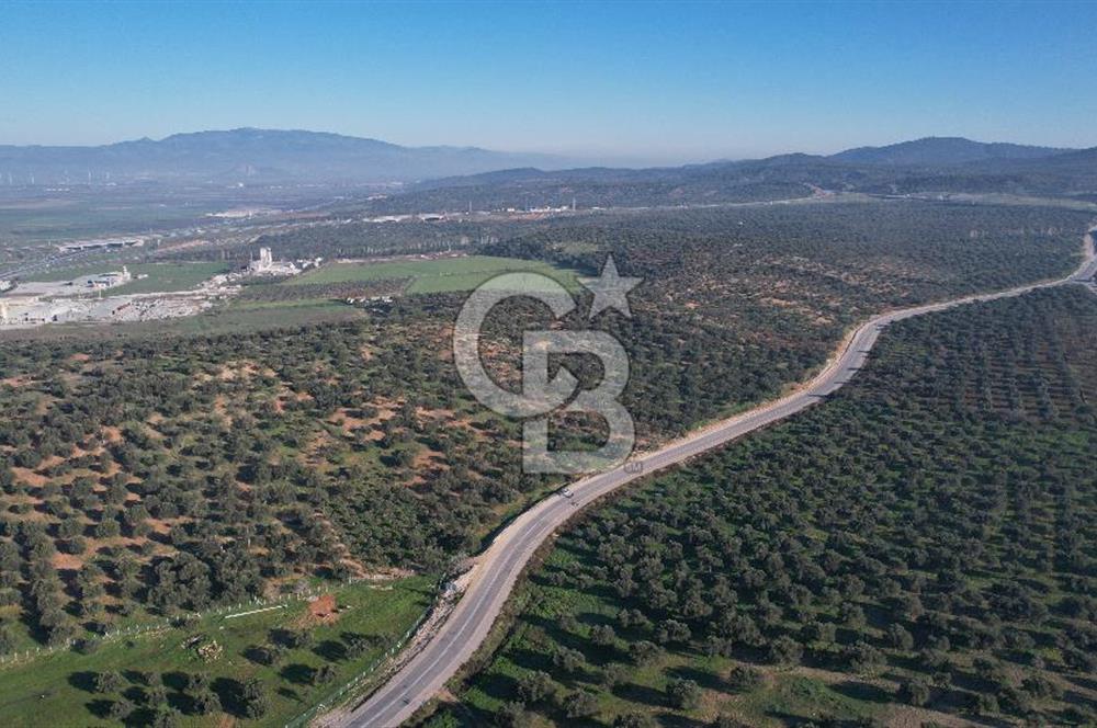 İzmir Bergama İzmir Çanakkale Yoluna 100 m Satılık Zeytinlik