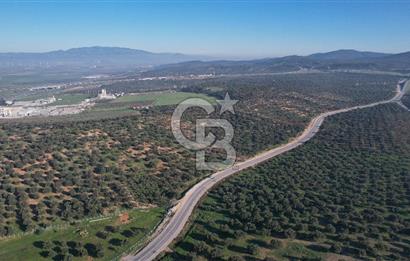 İzmir Bergama İzmir Çanakkale Yoluna 100 m Satılık Zeytinlik