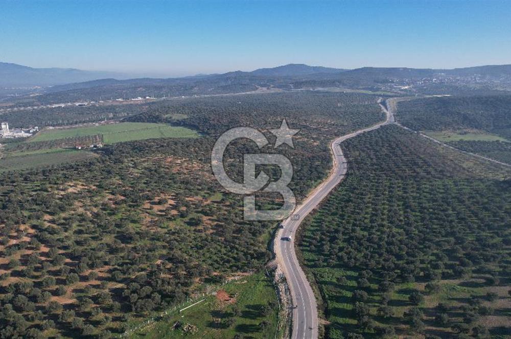 İzmir Bergama İzmir Çanakkale Yoluna 100 m Satılık Zeytinlik