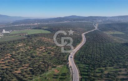 İzmir Bergama İzmir Çanakkale Yoluna 100 m Satılık Zeytinlik