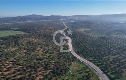 İzmir Bergama İzmir Çanakkale Yoluna 100 m Satılık Zeytinlik
