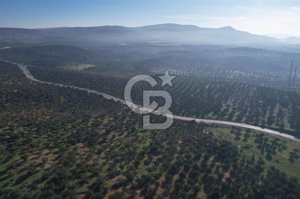 İzmir Bergama İzmir Çanakkale Yoluna 100 m Satılık Zeytinlik