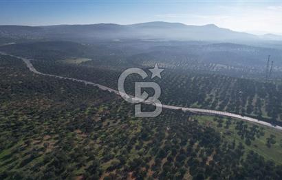 İzmir Bergama İzmir Çanakkale Yoluna 100 m Satılık Zeytinlik