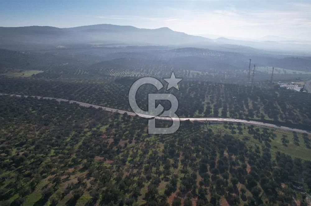 İzmir Bergama İzmir Çanakkale Yoluna 100 m Satılık Zeytinlik