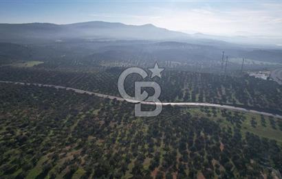 İzmir Bergama İzmir Çanakkale Yoluna 100 m Satılık Zeytinlik