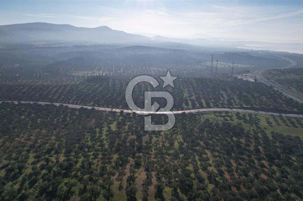 İzmir Bergama İzmir Çanakkale Yoluna 100 m Satılık Zeytinlik