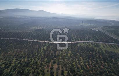 İzmir Bergama İzmir Çanakkale Yoluna 100 m Satılık Zeytinlik