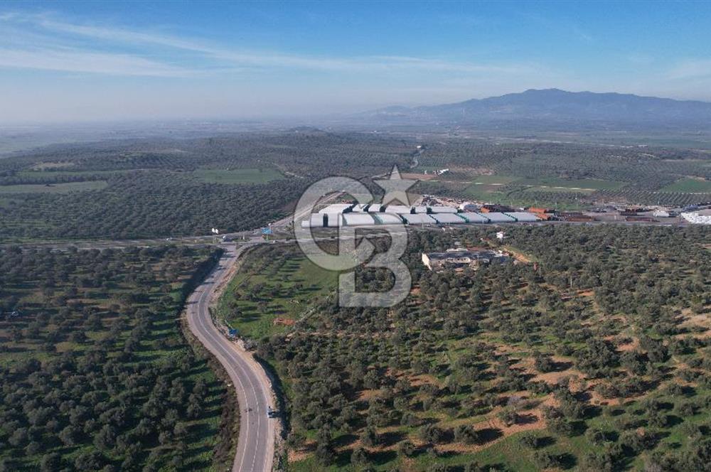 İzmir Bergama İzmir Çanakkale Yoluna 100 m Satılık Zeytinlik