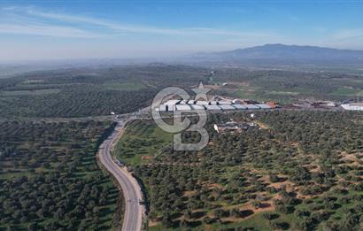 İzmir Bergama İzmir Çanakkale Yoluna 100 m Satılık Zeytinlik