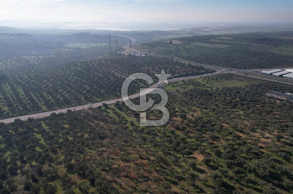 İzmir Bergama İzmir Çanakkale Yoluna 100 m Satılık Zeytinlik