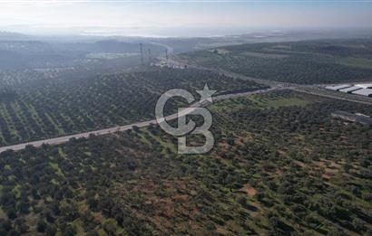 İzmir Bergama İzmir Çanakkale Yoluna 100 m Satılık Zeytinlik