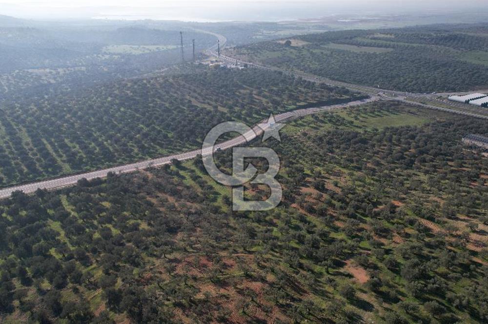 İzmir Bergama İzmir Çanakkale Yoluna 100 m Satılık Zeytinlik
