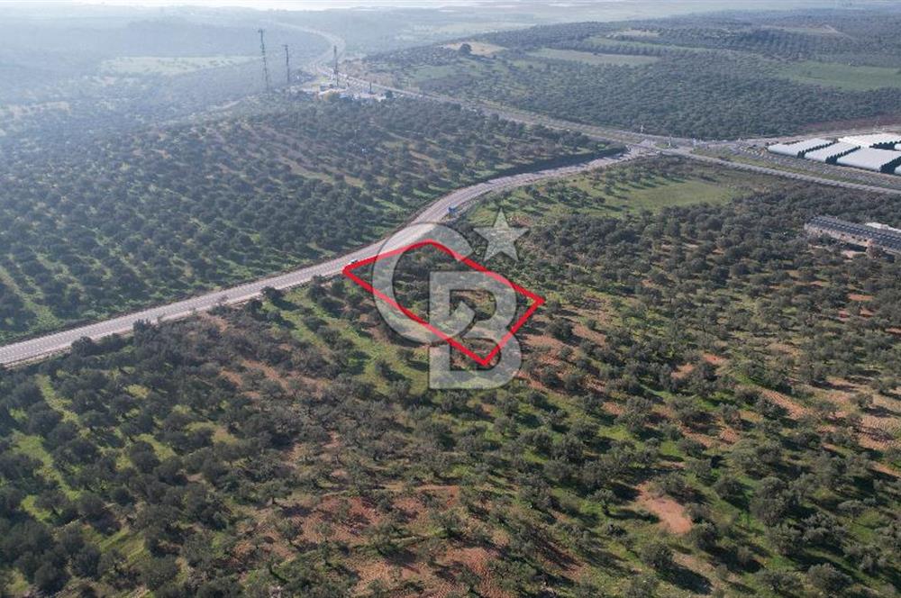 İzmir Bergama İzmir Çanakkale Yoluna 100 m Satılık Zeytinlik