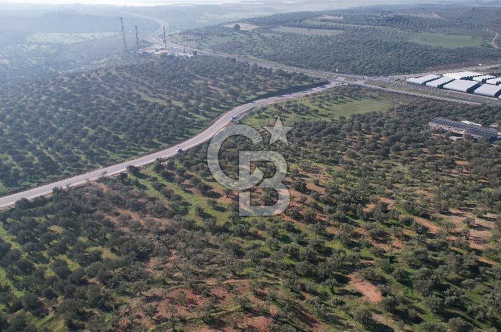İzmir Bergama İzmir Çanakkale Yoluna 100 m Satılık Zeytinlik