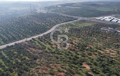 İzmir Bergama İzmir Çanakkale Yoluna 100 m Satılık Zeytinlik