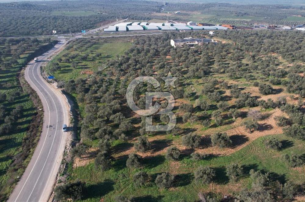 İzmir Bergama İzmir Çanakkale Yoluna 100 m Satılık Zeytinlik