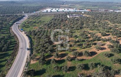 İzmir Bergama İzmir Çanakkale Yoluna 100 m Satılık Zeytinlik