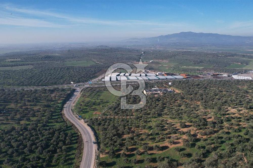 İzmir Bergama İzmir Çanakkale Yoluna 100 m Satılık Zeytinlik