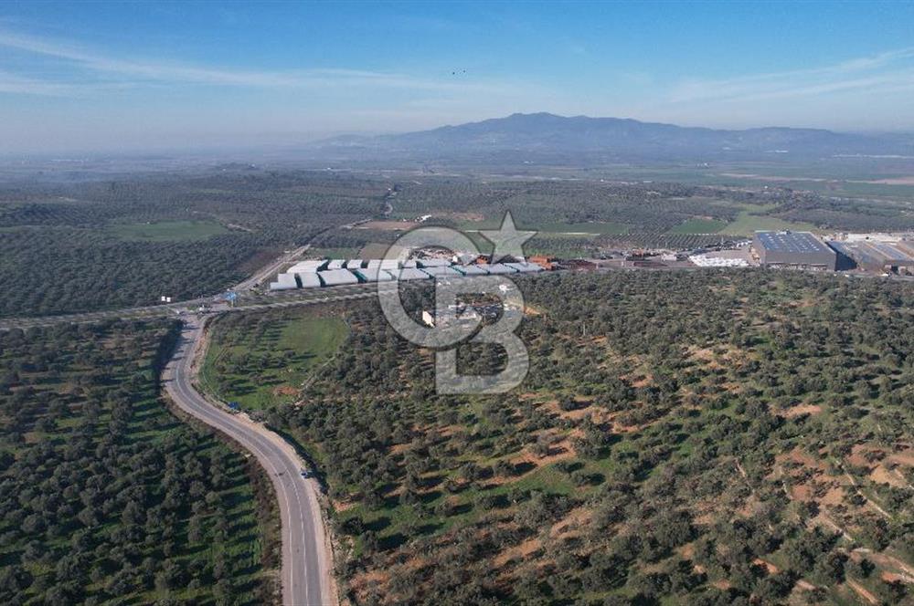İzmir Bergama İzmir Çanakkale Yoluna 100 m Satılık Zeytinlik