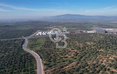 İzmir Bergama İzmir Çanakkale Yoluna 100 m Satılık Zeytinlik