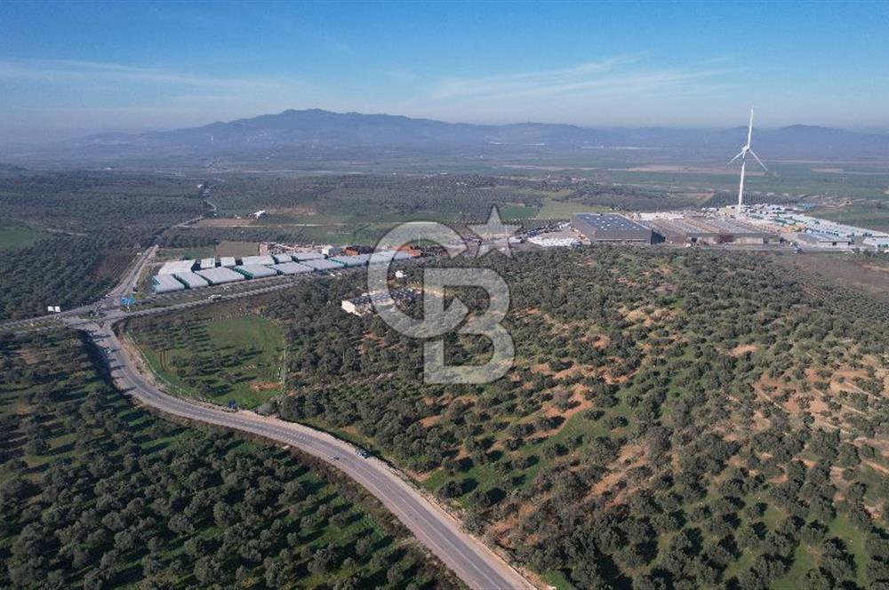 İzmir Bergama İzmir Çanakkale Yoluna 100 m Satılık Zeytinlik