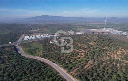 İzmir Bergama İzmir Çanakkale Yoluna 100 m Satılık Zeytinlik