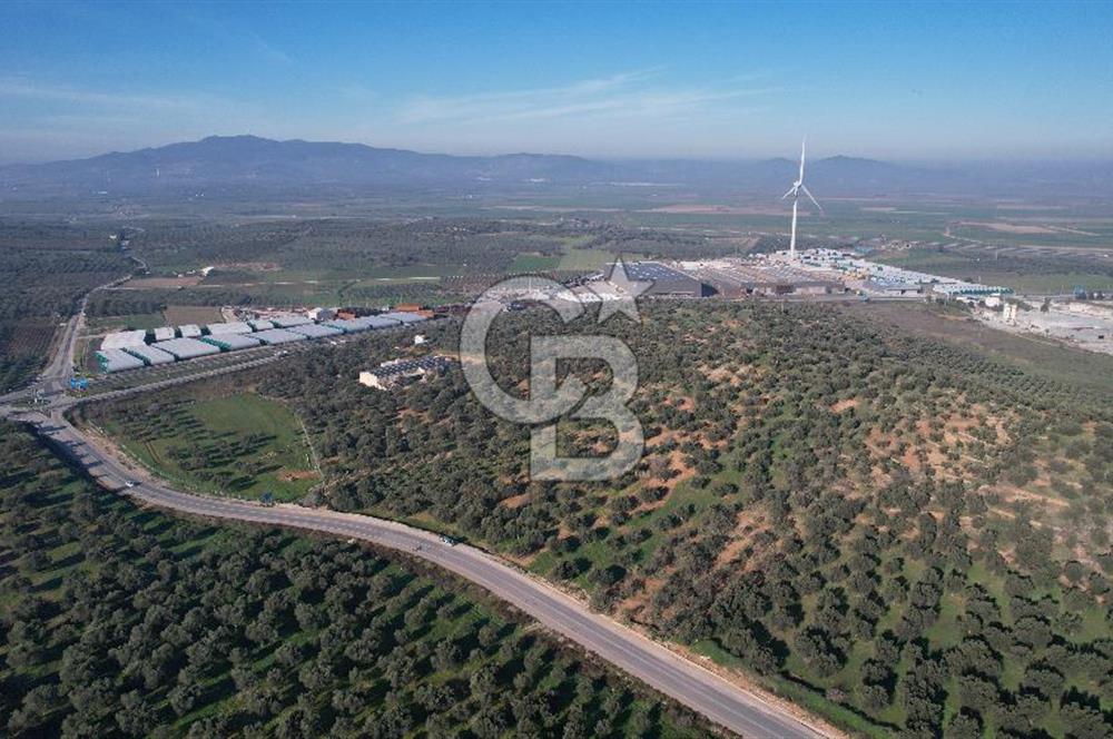 İzmir Bergama İzmir Çanakkale Yoluna 100 m Satılık Zeytinlik