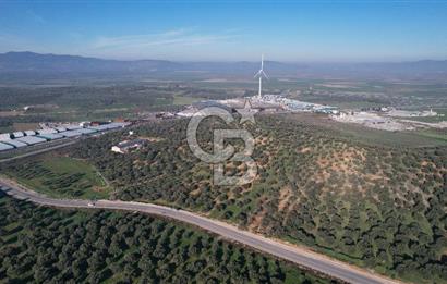 İzmir Bergama İzmir Çanakkale Yoluna 100 m Satılık Zeytinlik