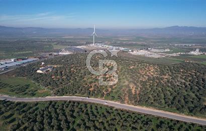 İzmir Bergama İzmir Çanakkale Yoluna 100 m Satılık Zeytinlik