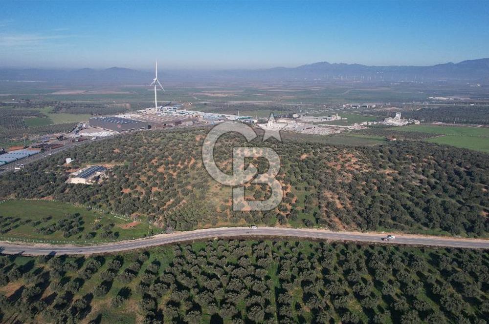 İzmir Bergama İzmir Çanakkale Yoluna 100 m Satılık Zeytinlik