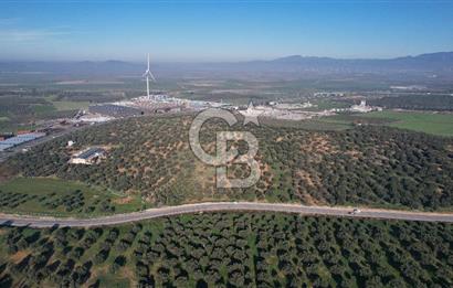 İzmir Bergama İzmir Çanakkale Yoluna 100 m Satılık Zeytinlik