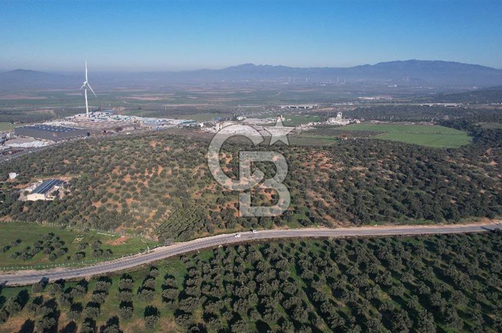İzmir Bergama İzmir Çanakkale Yoluna 100 m Satılık Zeytinlik