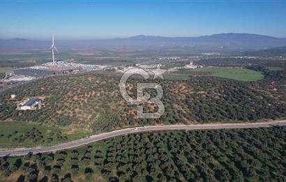 İzmir Bergama İzmir Çanakkale Yoluna 100 m Satılık Zeytinlik