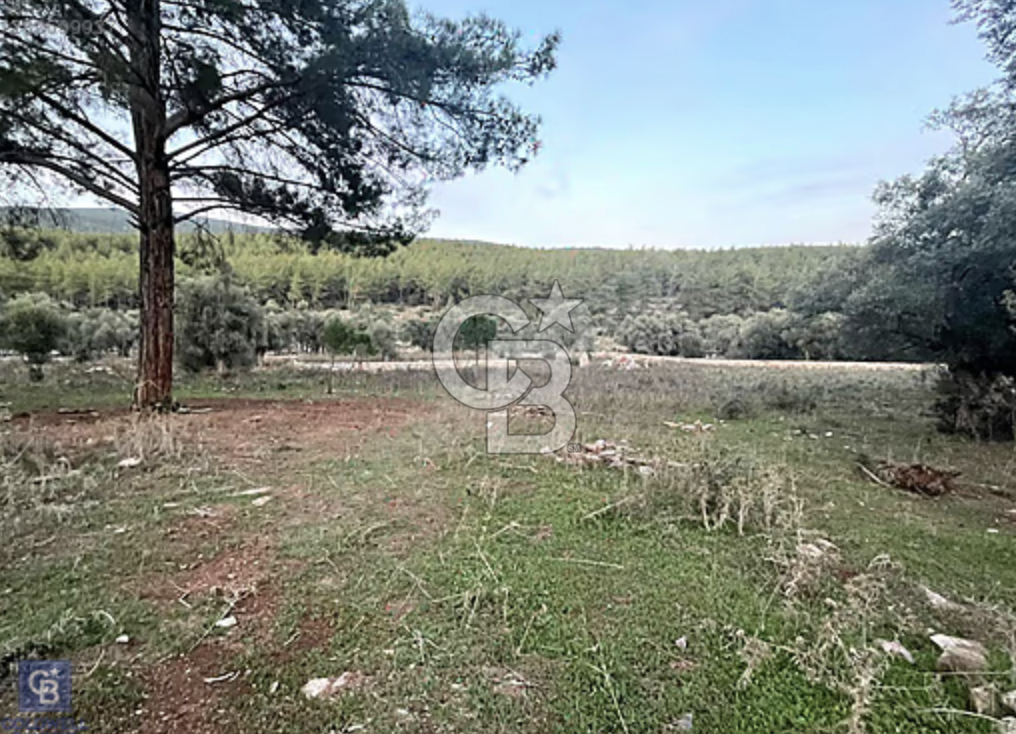 Milas Kızılağaçta Satılık 9.000m2 Zeytinlik