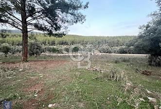 Milas Kızılağaçta Satılık 9.000m2 Zeytinlik - 1 - 330360