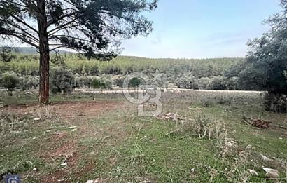 Milas Kızılağaçta Satılık 9.000m2 Zeytinlik