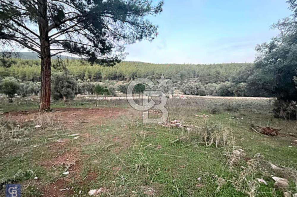 Milas Kızılağaçta Satılık 9.000m2 Zeytinlik