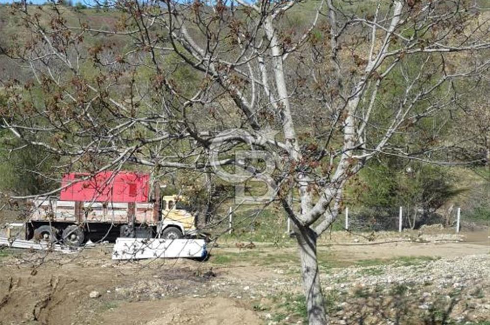 İzmir Tire Dağdere Mahallesi Satılık Ceviz Tarlası 20 Dönüm