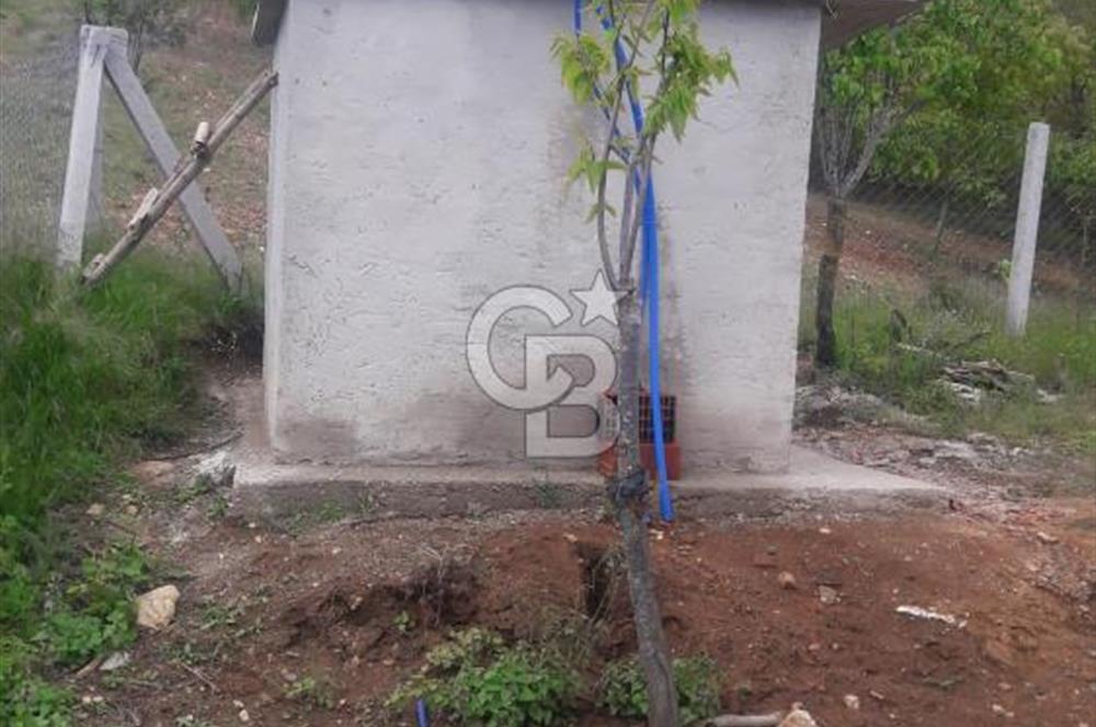 İzmir Tire Dağdere Mahallesi Satılık Ceviz Tarlası 20 Dönüm