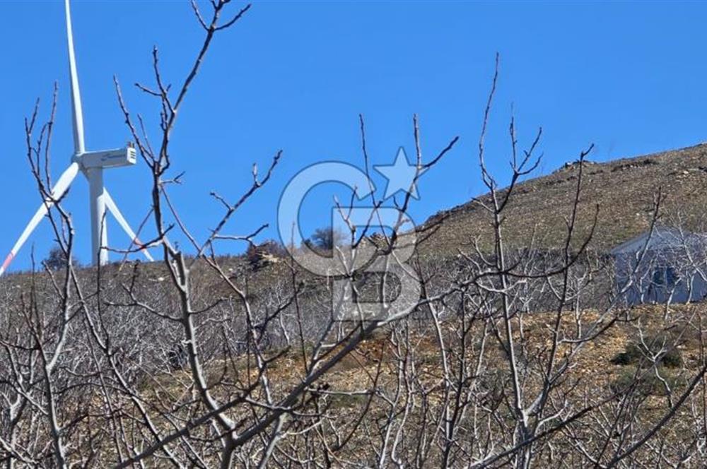 İzmir Tire Dağdere Mahallesi Satılık Ceviz Tarlası 20 Dönüm