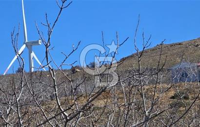 İzmir Tire Dağdere Mahallesi Satılık Ceviz Tarlası 20 Dönüm