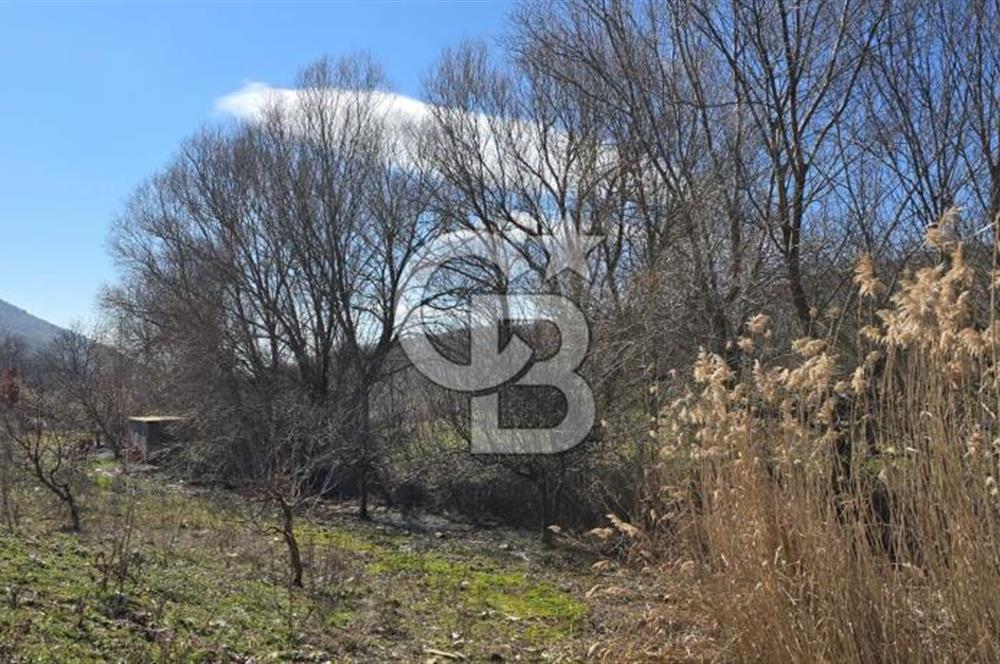 İzmir Tire Dağdere Mahallesi Satılık Ceviz Tarlası 20 Dönüm