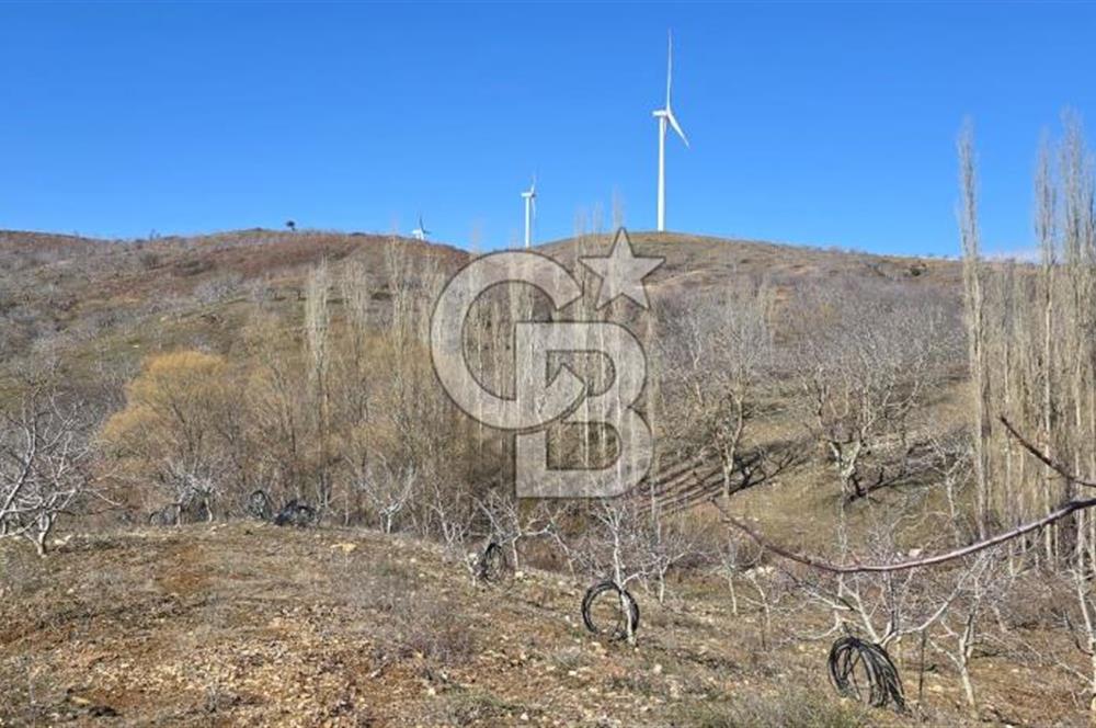 İzmir Tire Dağdere Mahallesi Satılık Ceviz Tarlası 20 Dönüm