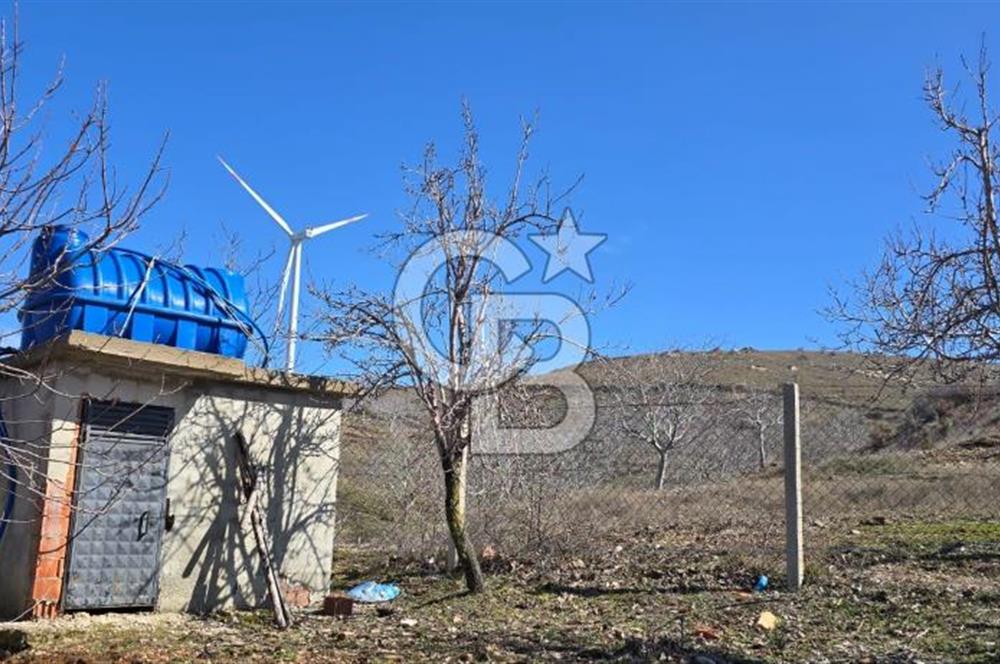 İzmir Tire Dağdere Mahallesi Satılık Ceviz Tarlası 20 Dönüm